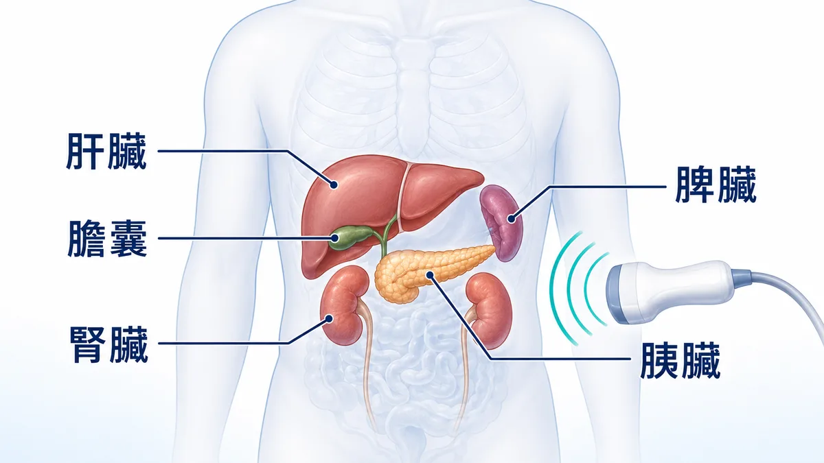 腹部超音波可檢查的器官：肝臟、膽囊、膽管、腎臟、脾臟、胰臟