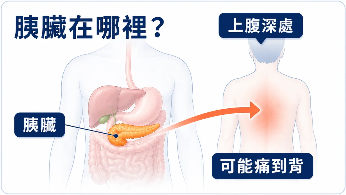 圖解胰臟位置：位於上腹部、胃的後方，發炎時疼痛常延伸到背部
